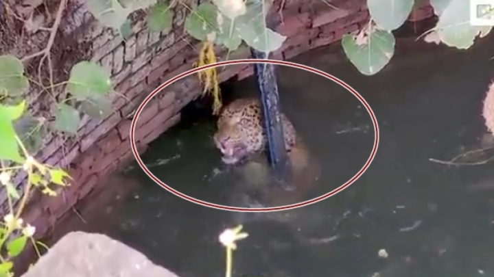 Video: Giải cứu báo đốm rơi xuống giếng nước sâu 