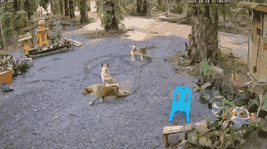 Video: Chú chó dùng 2 chân vẽ lên mặt đất hình tròn bí ẩn