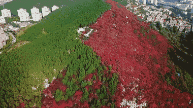 Video: Rừng cây xanh, đỏ tuyệt đẹp bao phủ ngọn núi ở Trung Quốc