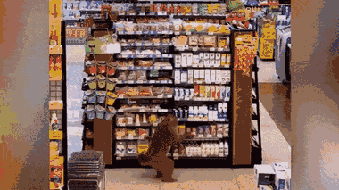 Video: Chú khỉ tinh nghịch vào siêu thị 'mua hàng'