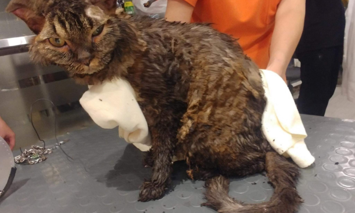 Giải cứu chú mèo bị tẩm dầu hỏa, thiêu sống ở Hà Nội