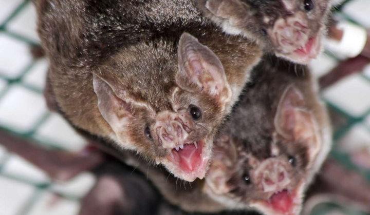 Vì sao dơi ma cà rồng chỉ ăn máu?