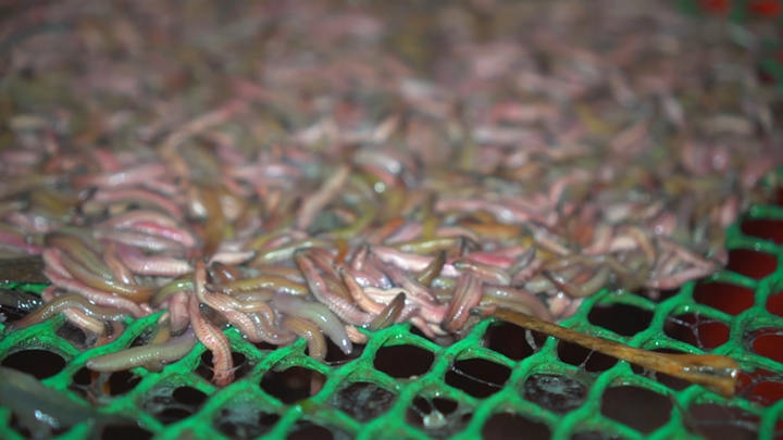 Video: Nông dân Hải Dương thu hoạch rươi xuất khẩu sang Trung Quốc