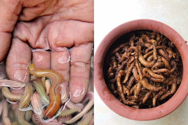 Lạ miệng món rươi kho niêu đất ở Hải Dương, phải đợi 5 tiếng đồng hồ mới được ăn