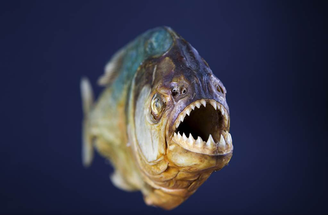 Nhảy xuống hồ tránh ong, người đàn ông bị cá piranha ăn thịt