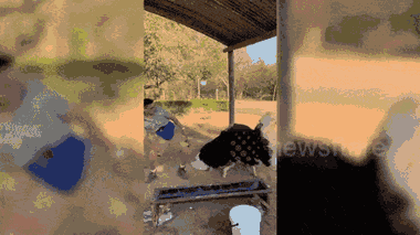 Video: Tình nguyện viên khiêu vũ với đà điểu ở Nam Phi