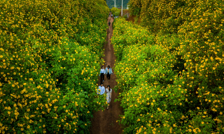 Ảnh: Hoa dã quỳ nở rộ, Đà Lạt thành chốn thần tiên