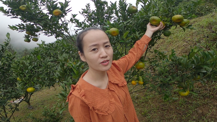 Video: Du khách vào vườn trải nghiệm hái quýt tại Lào Cai