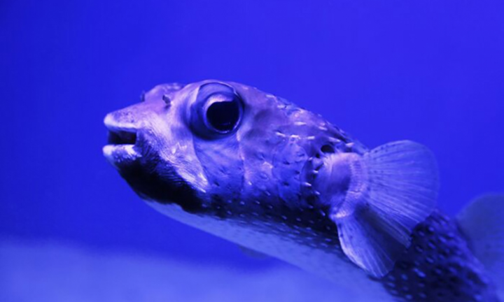 Rùng mình trước những sự thật ám ảnh trên thế giới