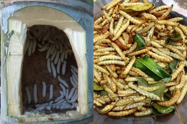 Sâu tre Tây Bắc - ngon lạ lùng, có tiền chưa chắc mua được