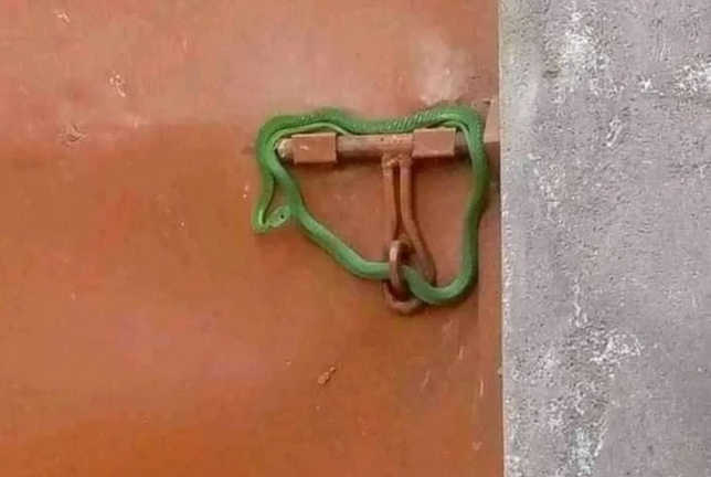 Thả rắn dằn mặt người thuê nhà không chịu trả tiền, ông chủ tự chuốc rắc rối