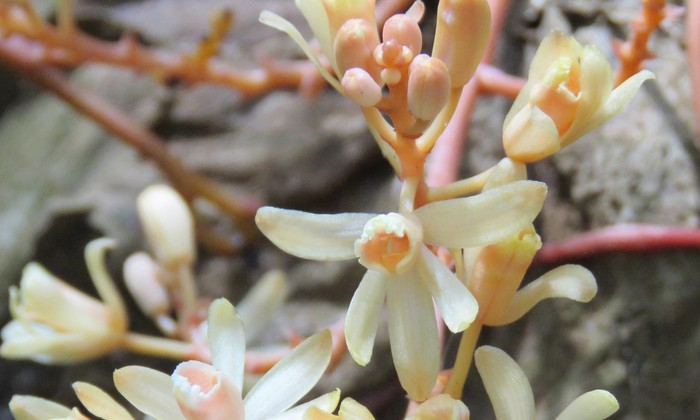 Phát hiện loài lan không lá quý hiếm ở Quảng Trị