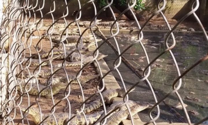 Cá sấu xổng ra kênh thuỷ lợi ở Vũng Tàu: Gia đình tự ý nuôi, chưa có giấy phép