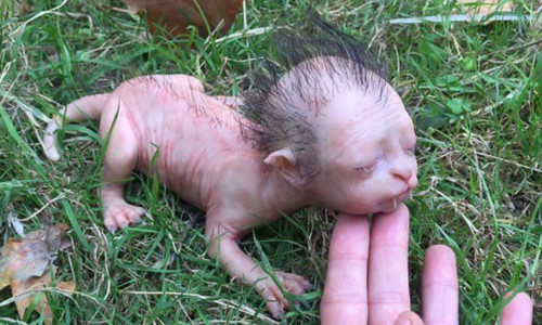 Con vật kỳ quái 'thân mèo đầu người' từng gây xôn xao MXH và sự thật đằng sau