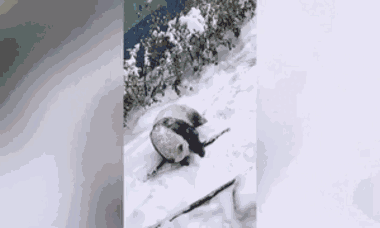 Video: Gấu trúc lăn lộn trong lớp tuyết dày ở Trung Quốc