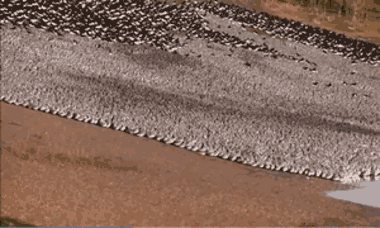 Video: Cảnh tượng choáng ngợp của gần 90.000 con chim đi kiếm ăn