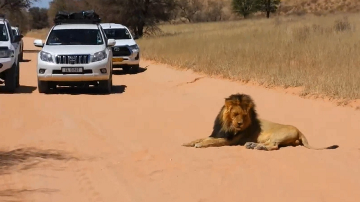 Video: Sư tử thản nhiên nằm giữa đường, chắn lối đi ô tô