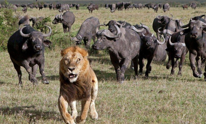 Video: Săn trâu giữa trưa nắng nóng, bầy sư tử nhận cái kết đắng