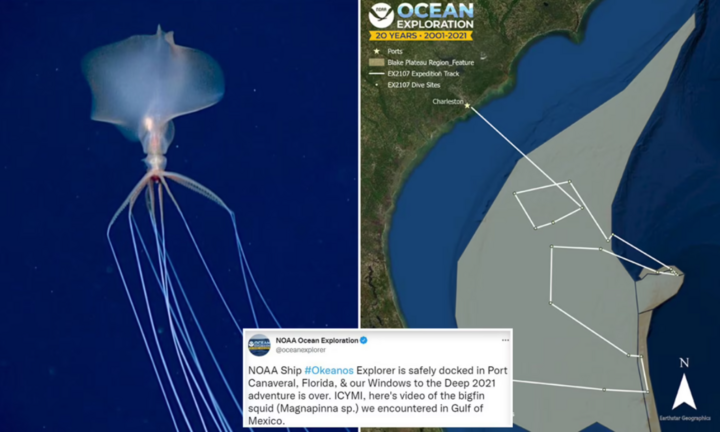 Mực vây lớn hiếm gặp có vẻ ngoài 'ma mị' ở Vịnh Mexico