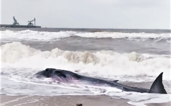 Giải cứu cá voi nặng gần 2 tấn mắc cạn bờ biển Hà Tĩnh