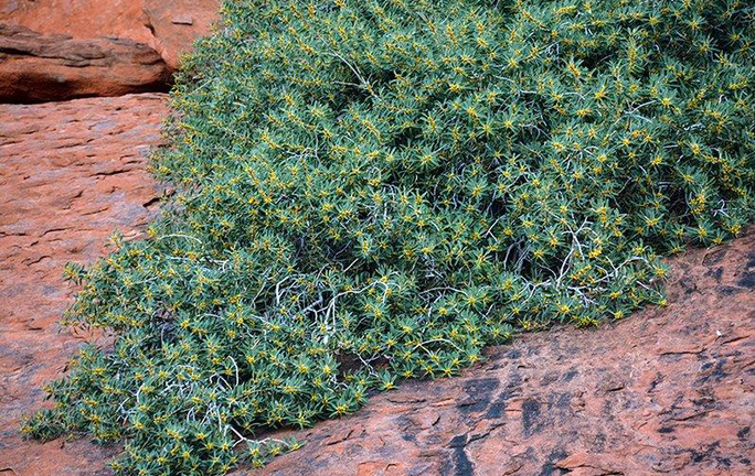 Phát hiện loài hoàn toàn mới trên 'đỉnh đá thiêng' của Australia