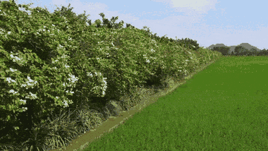 Video: Chống trộm cho vườn bưởi, nông dân An Giang trồng giàn hoa giấy dài 500m