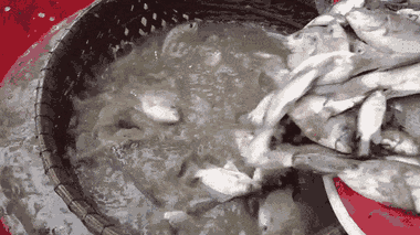 Video: Nông dân tát ruộng, bắt hơn 300 kg cá ở An Giang