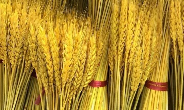 Bông lúa mạch vàng ruộm bỗng dưng phát 'sốt' vì nhiều người săn lùng 