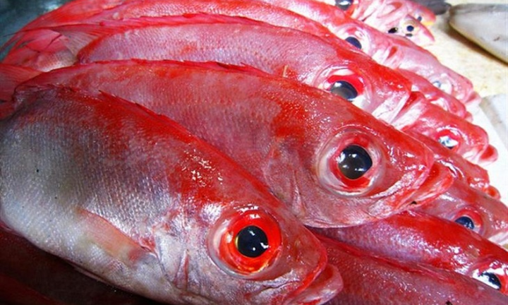 5 mẹo nhỏ để chọn mua cá biển đông lạnh: Người muốn đảm đang nhất định phải biết