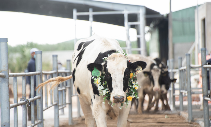 Nutifood tạo đột phá mới với sữa tươi từ bò ăn thảo dược