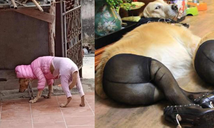 Cười xỉu ngắm hội thú cưng giữ ấm khi trời trở rét, ảnh cuối đáng yêu vô đối