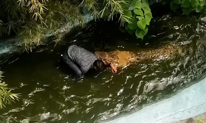 Tưởng cá sấu khổng lồ là mô hình, du khách đứng cạnh selfie và gặp họa lớn