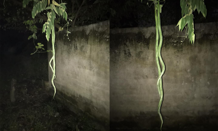 ‘Cặp rắn’ vắt vẻo khiến thanh niên ‘xỉu ngang’, nhìn kỹ mới thấy điều bất ngờ