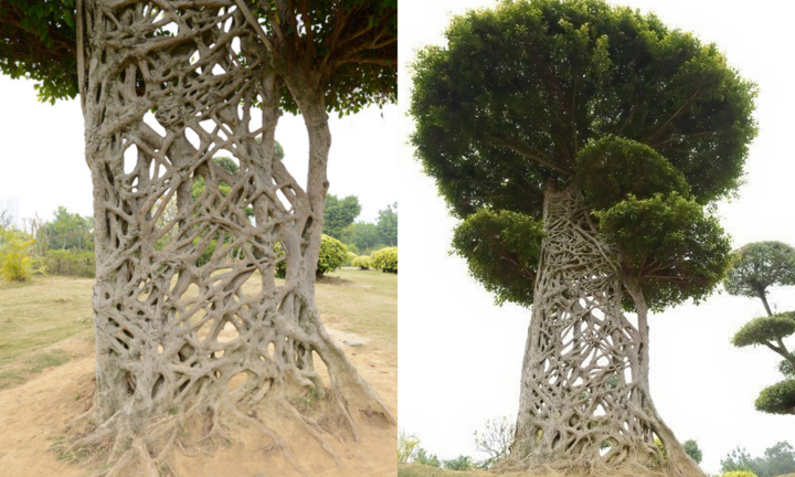 ‘Cây mạng nhện’ gây chú ý với hình dáng mọc chằng chịt kỳ lạ