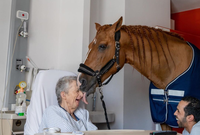 Chú ngựa ‘bác sĩ’ có ‘phép màu’ giúp bệnh nhân hết đau đớn và hạnh phúc hơn