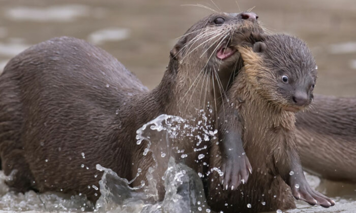 Những khoảnh khắc cực ngố của động vật khiến chúng ta bật cười