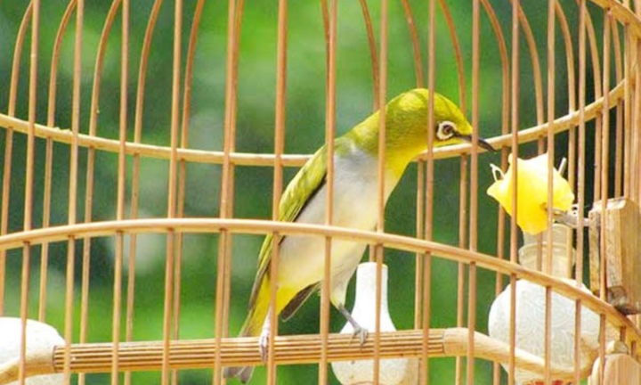 Nhóm côn đồ dùng kim tiêm đâm người để cướp chim cảnh