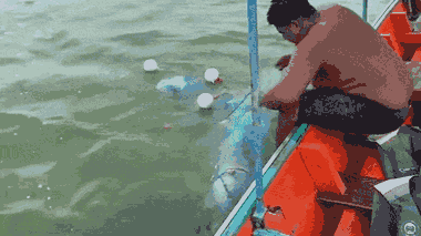 Video: Ngư dân dùng tay xé lưới giải cứu cá heo mắc kẹt