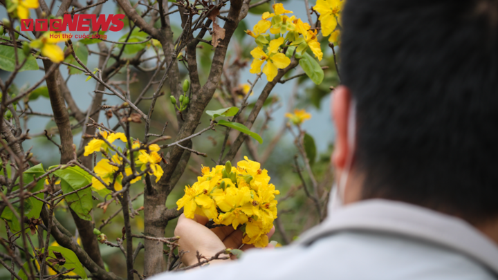 Video: Mai nở sớm, nhiều nhà vườn nguy cơ 'trắng tay' trước Tết