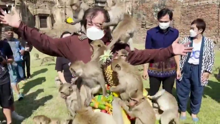Video: Ngỡ ngàng với lễ hội khỉ ở Thái Lan thời COVID-19