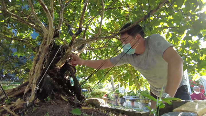 Video: Cây ổi gần 100 năm bị lũa hết gốc vẫn cho trái sum sê