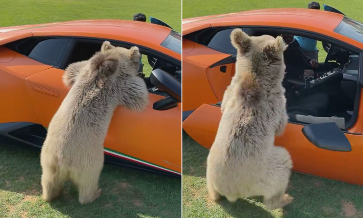 Video: Siêu xe Lamborghini Huracan Performante bay cánh cửa vì gấu