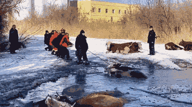 Video: Cảnh sát dùng dây thừng giải cứu đàn bò bị rơi xuống ao băng