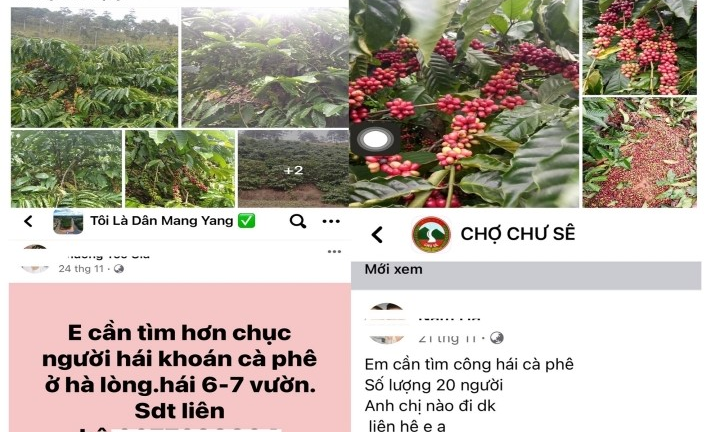 Cà phê chín rộ, nhà vườn Tây Nguyên vật vã tìm thuê người hái