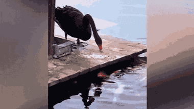 Video: Thiên nga đen dùng miệng gắp thức ăn cho đàn cá koi