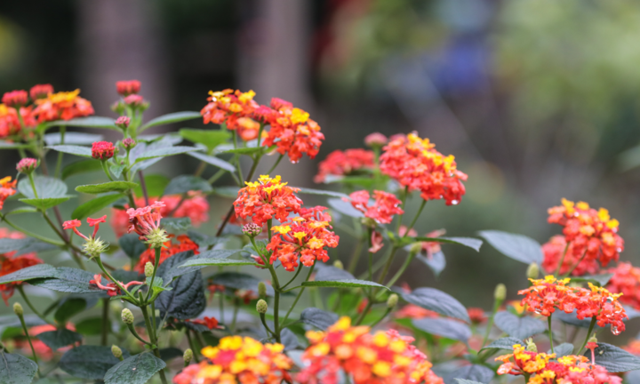Video: Chàng trai ghép cây hoa dại thành 'hàng độc' phục vụ Tết