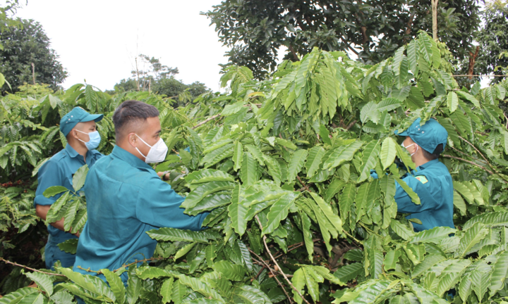 Nhiều hộ dân phải đi cách ly, dân quân giúp hái cà phê, gặt lúa đưa về tận nhà