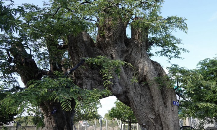 Bộ sưu tập 23 cây me cổ thụ độc đáo của người đàn ông miền Tây