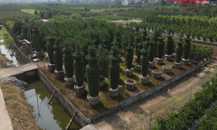 Video: Chiêm ngưỡng những cặp quýt lục bình cao 4m ở Hưng Yên 