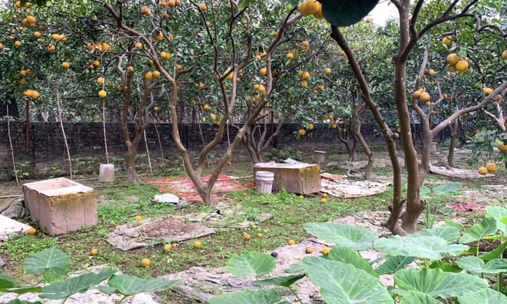 Đặc sản bưởi Diễn rụng nhiều chưa từng có